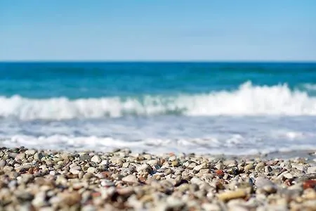 Joya Cyprus Stargazer Garden *